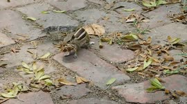 the bizarre stupid squirrel are caring the wast in her mouth