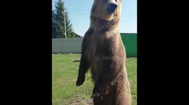 Bear Semyon