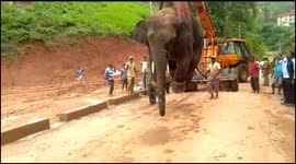 Forest officials rescue wild elephant and crane him off to sanctuary in east India