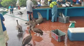 Sea lions, pelicans and iguanas wait in line at fish market on the Galapagos Islands