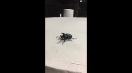 Rhino beetle in Brisbane Australia