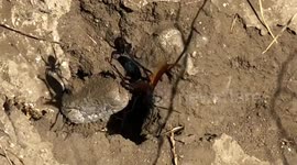 Tarantula Hawk vs Black Widow