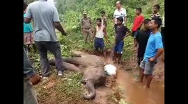 Baby elephant sustains injuries after falling down hill, rescued by forest officials in north east India