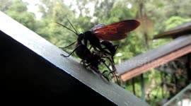 Tarantula hawk spider wasp carrying spider