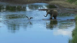 Cheeky elephant shows bird he is the boss of the river