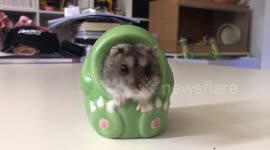 Dwarf hamster squeezing into a green dinosaur