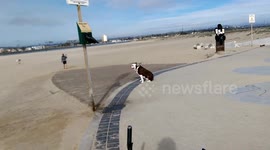 Dog Beach - Bulldog Training