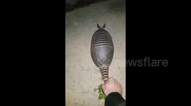 Nascar Armadillo