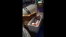Dog helping herself to ice chest
