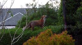 Agile  Fox balancing on a hedge rare footage must see!