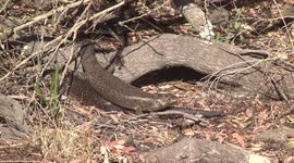 Naughty female lizard steals banana from male’s mouth