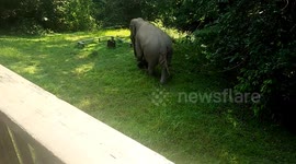 Elephant Forages Through Picnic Area