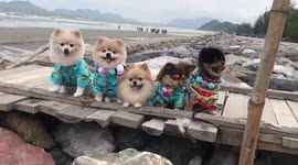 Pomeranians Pose On The Beach