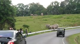 Herd of wild elephants bring traffic to standstill