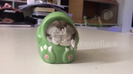 Chubby hamster wiggles into a ceramic dinosaur