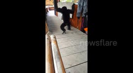 Newsflare Edit - Instant karma for careless gibbon chasing a cat who doesn't want to play