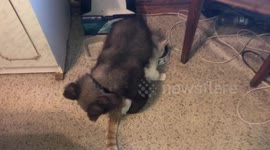 Teddy bear torments the cat