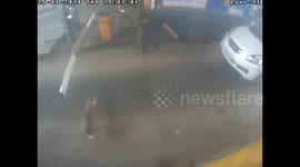 Monkey successfully robs toll booth in north India
