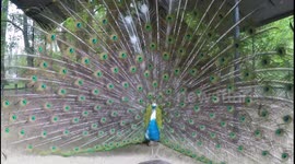 Angry peacock