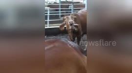 Funny cow seen lolling unusually long tongue at Vietnam farm
