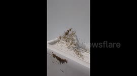 Newsflare Edit - Nest of nightmares! Clutch of baby spiders found at London building site