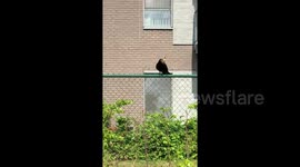 'Ab-DUCK-tion' Savage crow steals duckling from its mother