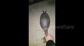 'Wind-up car-madillo' speeds off when being released into the wild