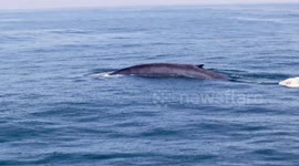 Blue Whale sighted at Long Beach