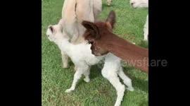 Baby alpaca first steps an hour after being born on Tennessee farm