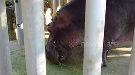 Lucifer the 59 year old hippopotamus ,chomping on his lunch.