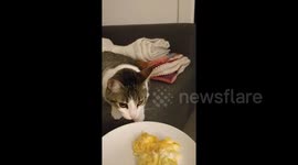 Cat owner creates hilarious gag reel of his feline friend retching over human food