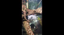 The Fahaka Puffer fish