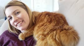 Cat loves my wifes hair