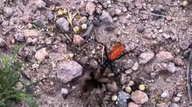 Tarantula Hawk drags a Tarantula
