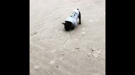 Dog vs snail