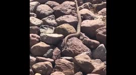 Rattlesnake climbs up golf tee box