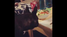 Health-conscious French bulldog puppy snags salad from owner's dining table