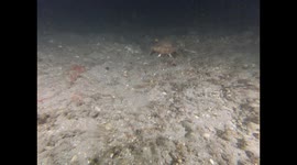 Batfish Collision