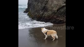 Dog tries to fight the waves