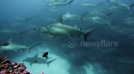 Diver swims with giant school of hammerhead sharks off Galapagos islands