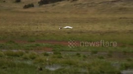 La laguna de limpiopungo se encuentra en el parque nacional Cotopaxi, en ella podemos encontrar flora y fauna muy diversa y un hermoso paisaje de paramo