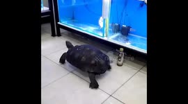 Turtle 'king of the aquarium' keeps an eye on other fish in their tanks