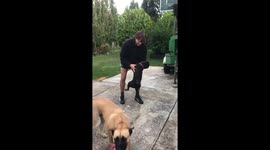This puppy is so excited she just wants to be carried