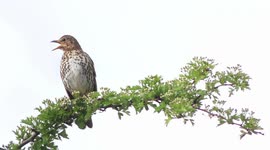 A song thrush sings loudly during the spring dawn chorus