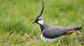 Rare Lapwing Birds nesting in the early springtime