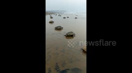 Sea turtles thrown ashore by big waves battering India's eastern coast