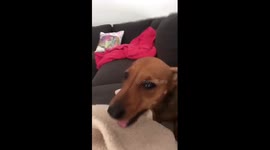 This adorable dachshund can't stop sneezing