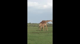 Giraffe necking/fighting