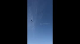 Dogs chasing an eagle