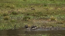 patitos nadando en la laguna de limpiopungo